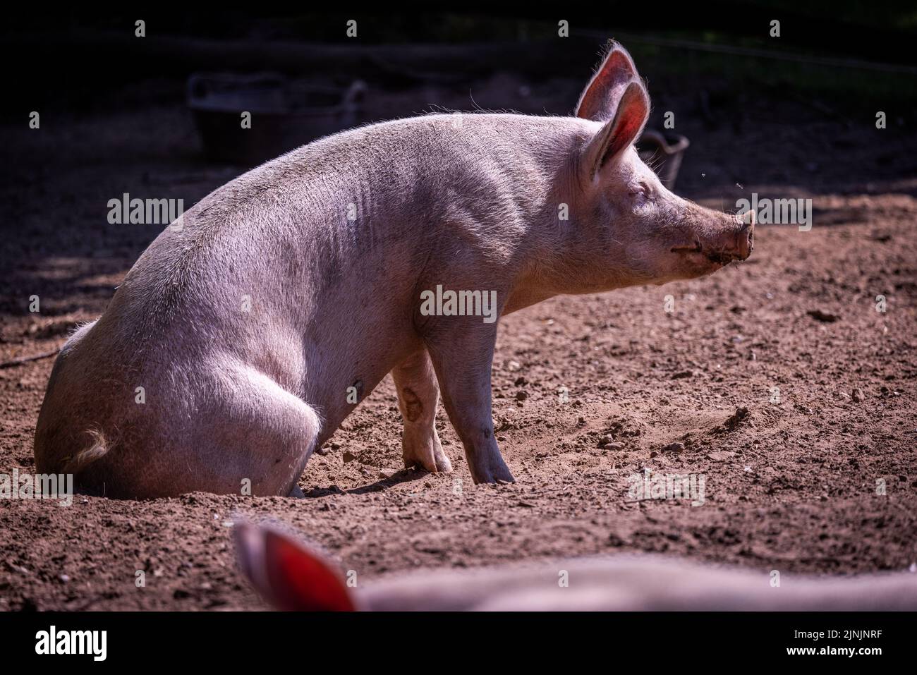 08 août 2022, Mecklembourg-Poméranie occidentale, Vellahn : un cochon sauvé d'une installation de reproduction se trouve au soleil dans une enceinte spacieuse dans le pays des animaux. Actuellement, environ 180 animaux vivent sur le site d'environ 13 hectares. Les animaux proviennent, par exemple, de fermes d'élevage ou de particuliers débordés de soins. La ferme financée par des donateurs a été construite depuis 2014 sur un ancien site de l'Armée populaire nationale du RDA (ANV). Photo: Jens Büttner/dpa Banque D'Images