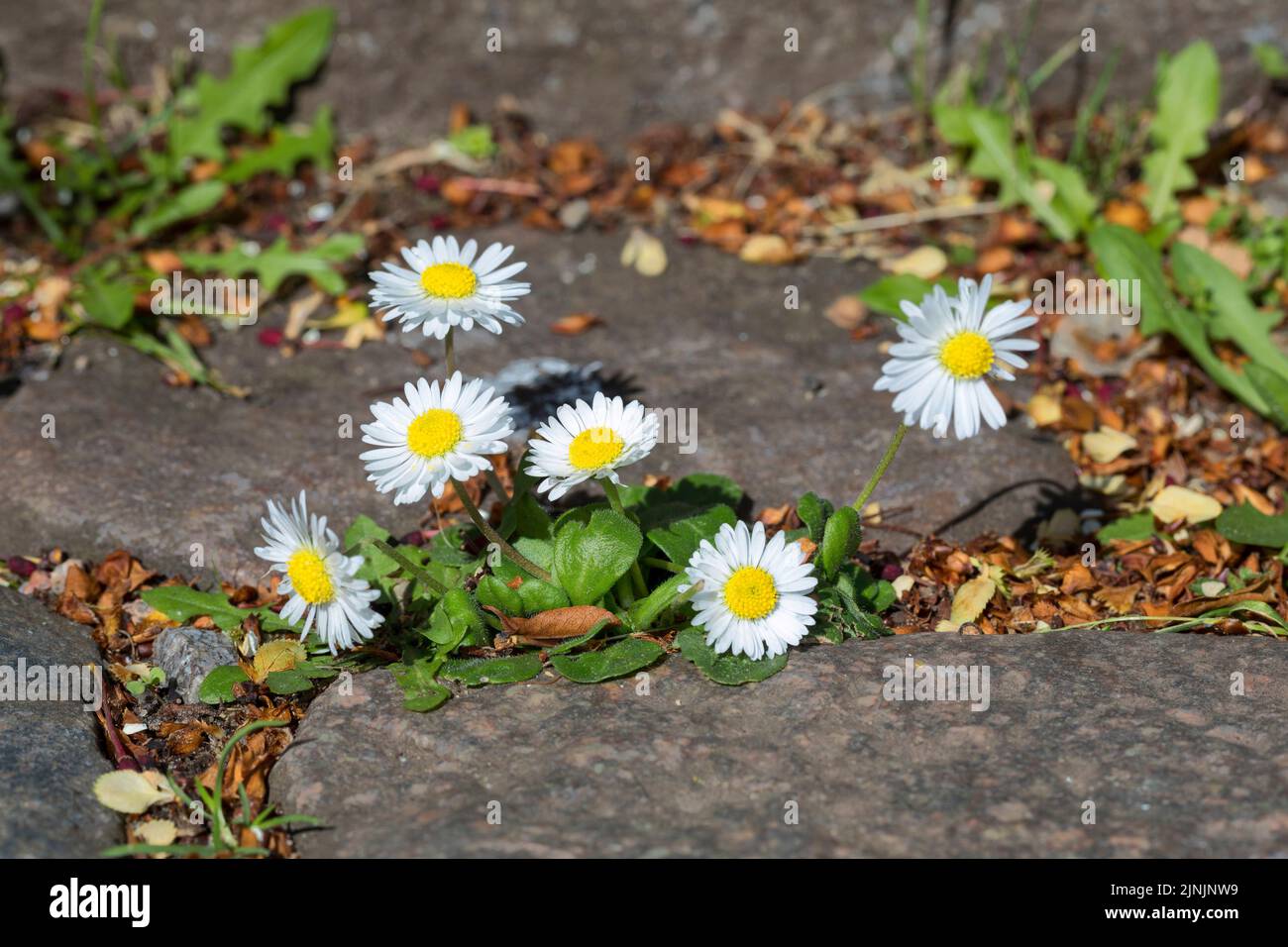 Pâquerette commune, pâquerette de pelouse, pâquerette anglaise (Bellis perennis), croissance dans les trous de pavage, Allemagne Banque D'Images