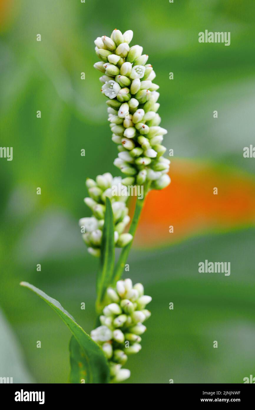 Herbette à puce pâle (Persicaria lapathifolia ssp. Pallida, Persicaria lapathifolia ssp. Incana, Polygonum lapathifolium ssp. Pallida, Polygonum Banque D'Images