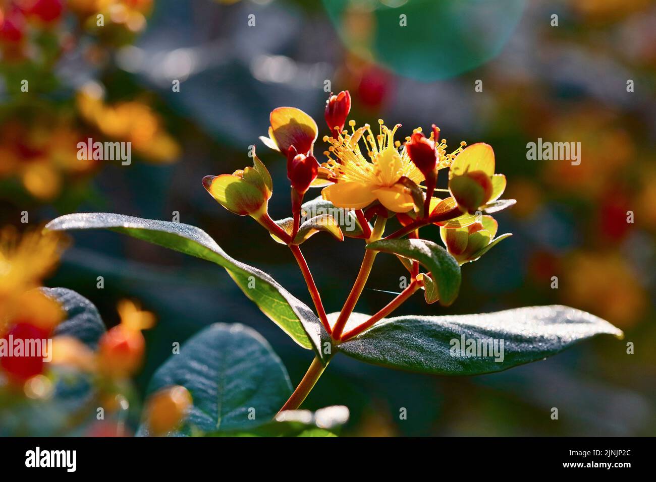 Millepertuis (Hypericum x inodorum, Hypericum inodorum), feuilles et inflorescence Banque D'Images