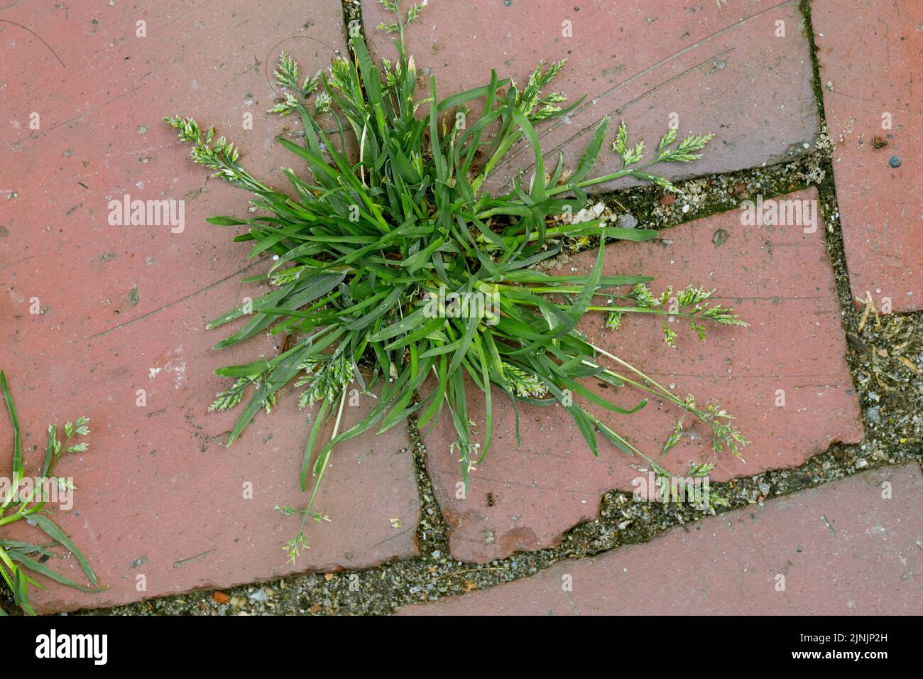 L'herbe bleue annuelle, l'herbe pré-herbe annuelle, l'herbe peu effilée (POA annua), pousse dans les espaces de pavage, Allemagne Banque D'Images