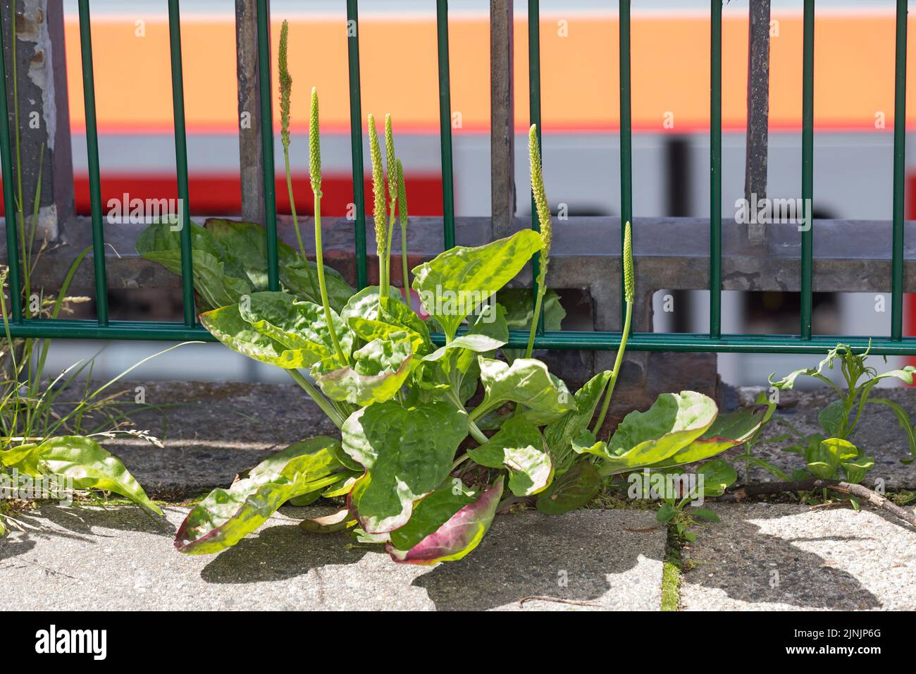 Plantain commun, grand plantain, plantain à feuilles larges, plantain à graines de mamelon (Plantago Major), avec inflorescences, Allemagne Banque D'Images