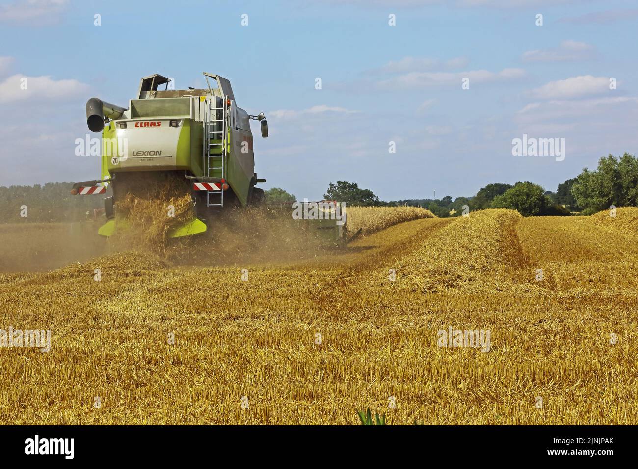 Récolte de grains mûrs avec une moissonneuse-batteuse, Allemagne Banque D'Images