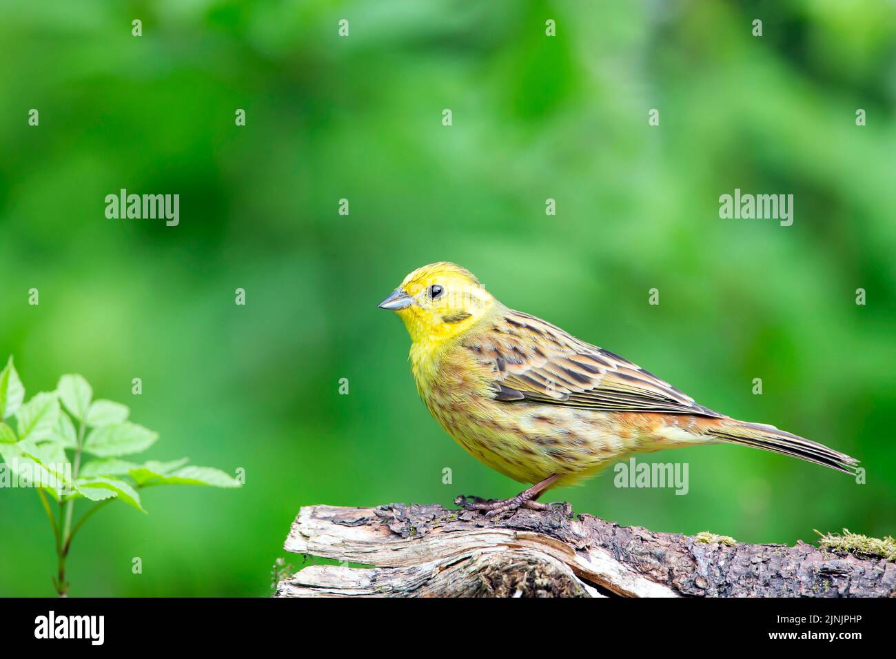 Yellowhammer (Emberiza citrinella), homme, Allemagne, Bavière Banque D'Images