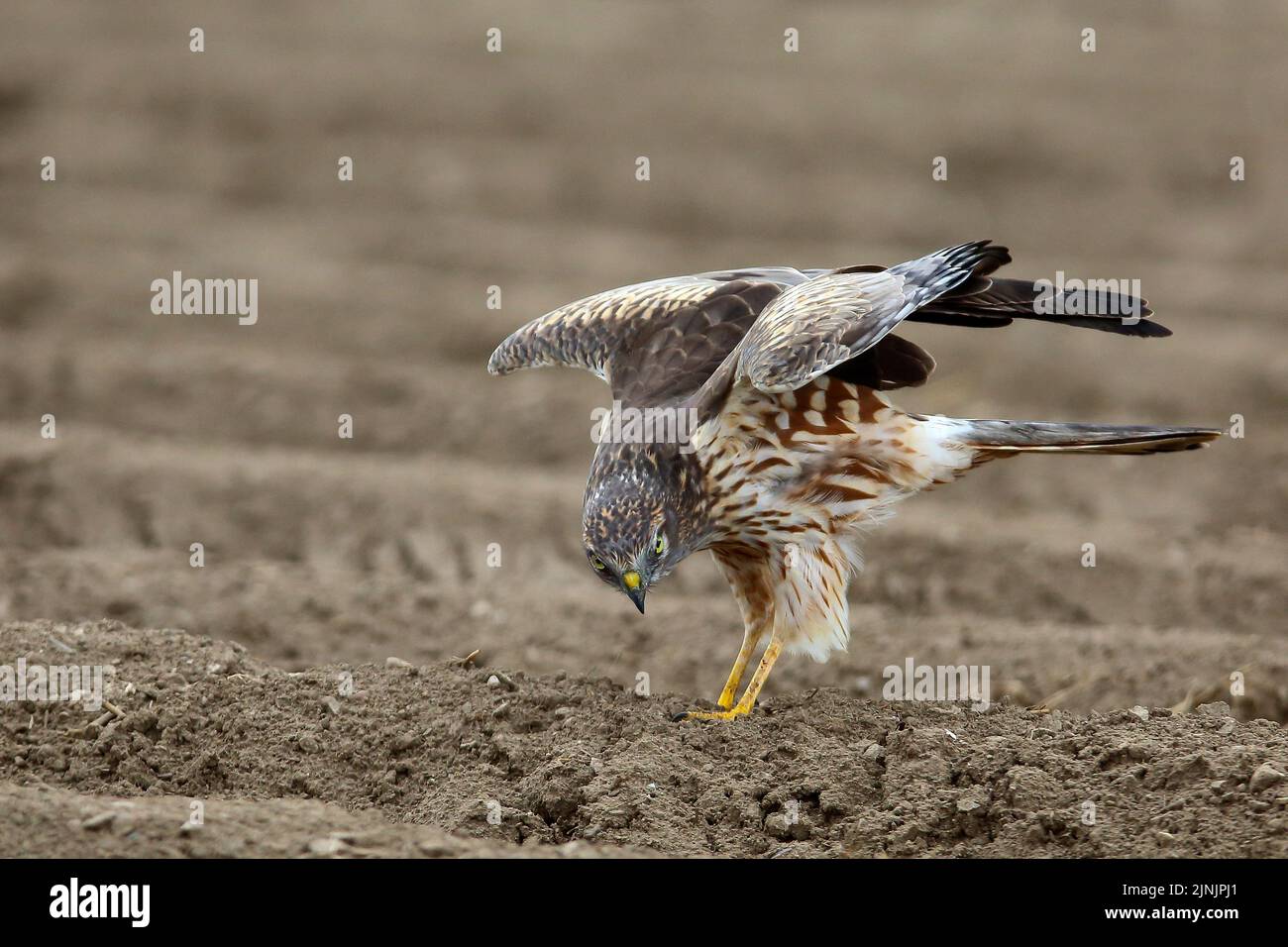 Le harrier de montague (Circus pygargus), femelle debout sur un acre avec des ailes étirées, Allemagne Banque D'Images