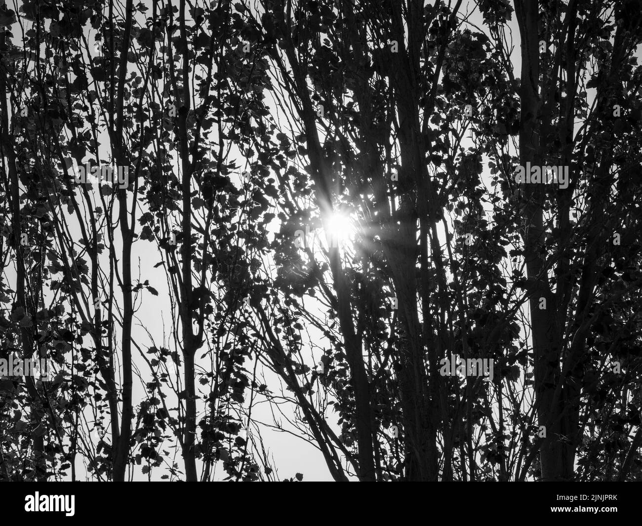 Le soleil pénètre à travers les feuilles des arbres du lac d'Arcos de la Frontera. Banque D'Images