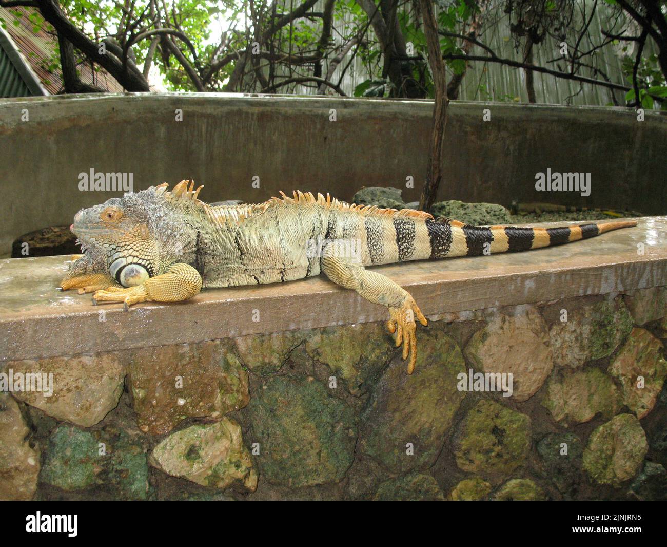 Un Iguana allongé sur un mur avec une queue stripey noire et une jambe accrochée au mur Banque D'Images