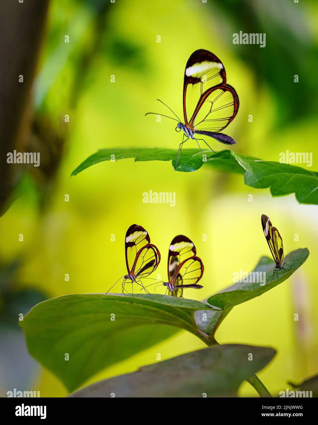 Ailes de papillons en verre transparent sur feuilles vertes et fond jaune. Banque D'Images