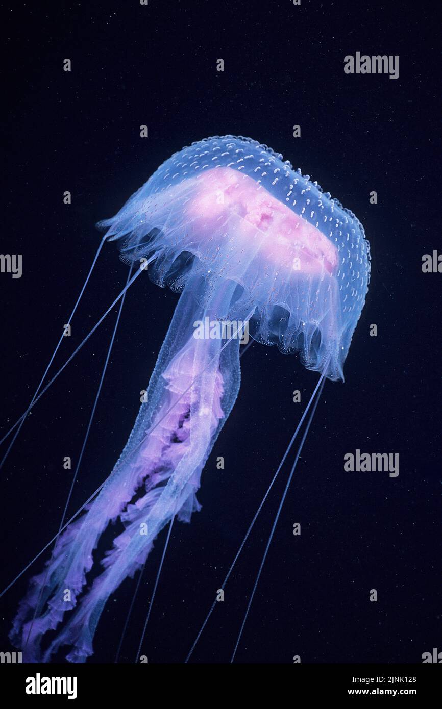 Aiguillon mauve ou gelée de Warty (Pelagia noctiluca), forte ortie, Mexique, Océan Pacifique Banque D'Images