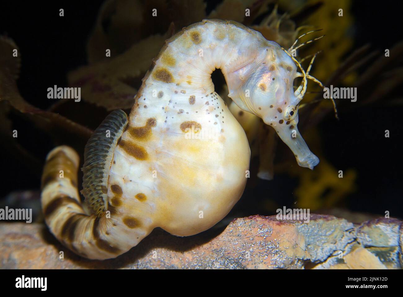 Hippocampe à ventre plat ou hippocampe à ventre plat (Hippocampus abdominalis), mâle, portant des œufs, le plus grand hippocampe du monde, Nouvelle-Zélande Banque D'Images