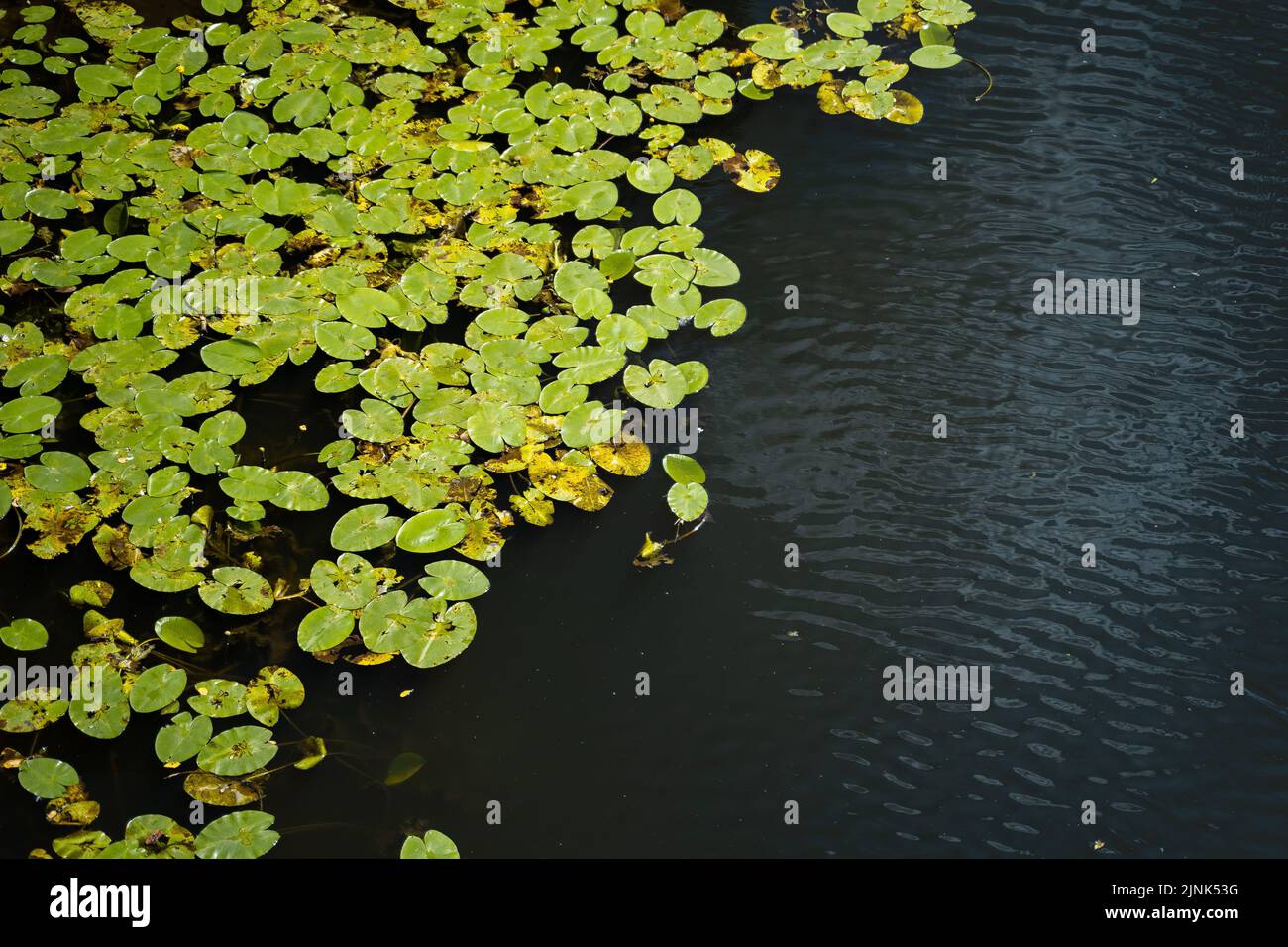 Le feuillage vert des nénuphars à la surface de l'eau. Banque D'Images