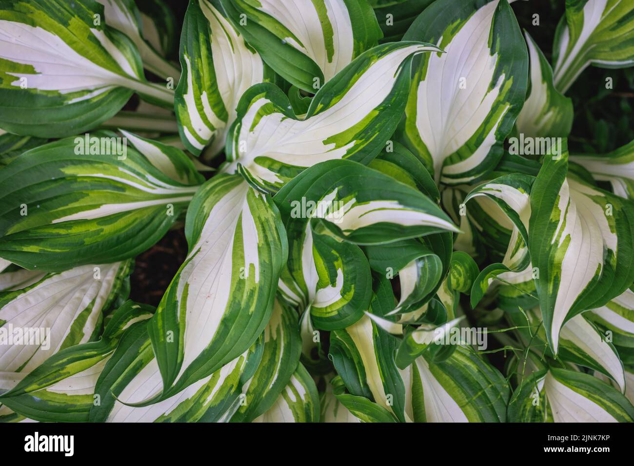 Plante d'hôteA, variété undulata dans le jardin, Pologne Banque D'Images