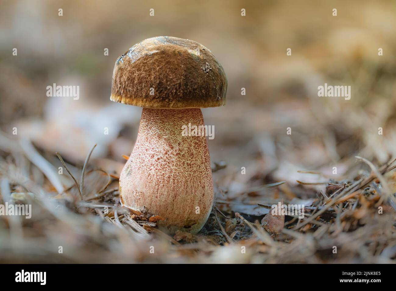 Un champignon de la forêt, le Neobuletus luridiformis, sur les aiguilles d'épinette. Banque D'Images