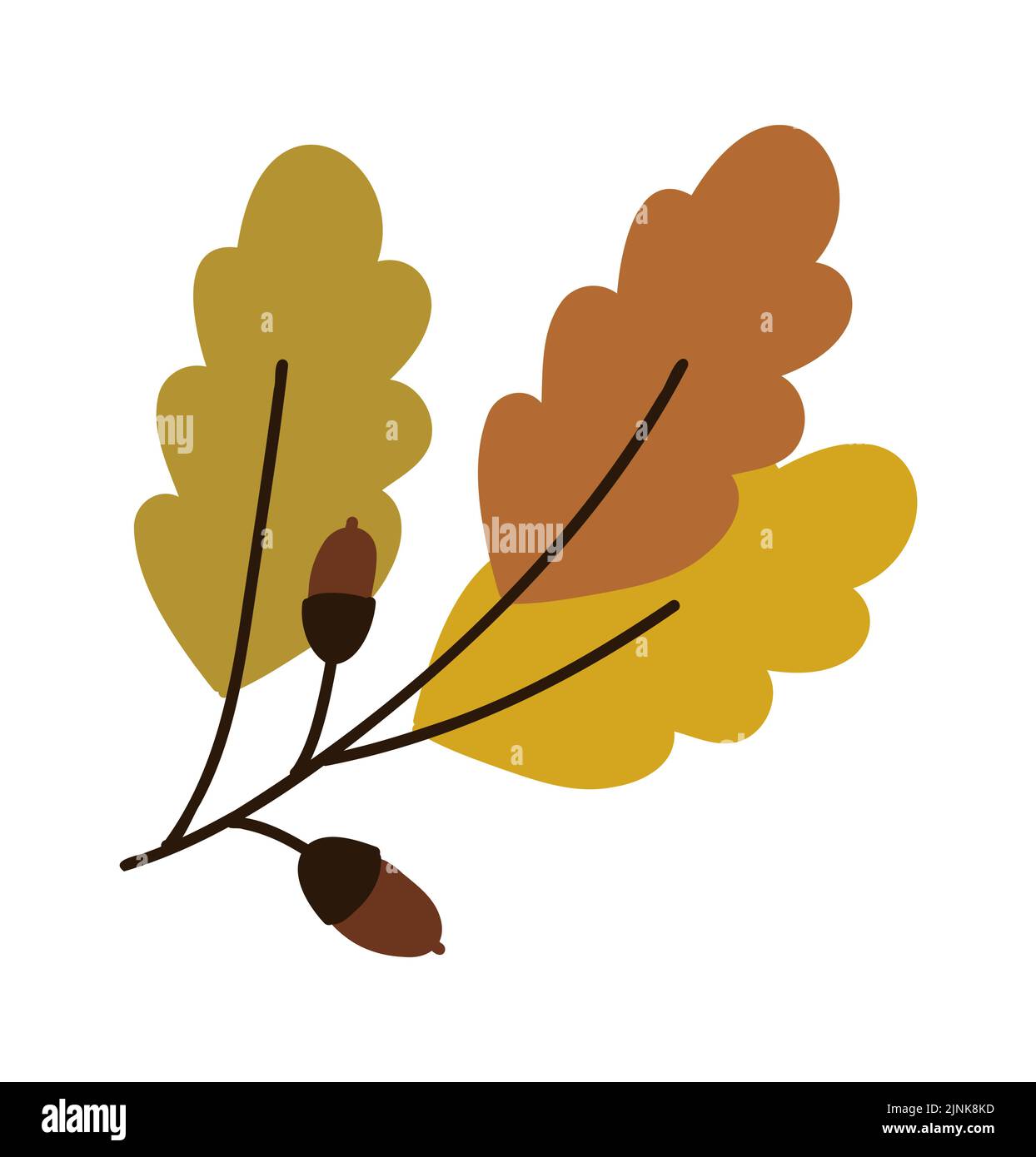 Acorn. Noix de chêne. Graines d'automne. Illustration de feuilles botaniques de dessin animé vectoriel. Style plat. Illustration de Vecteur