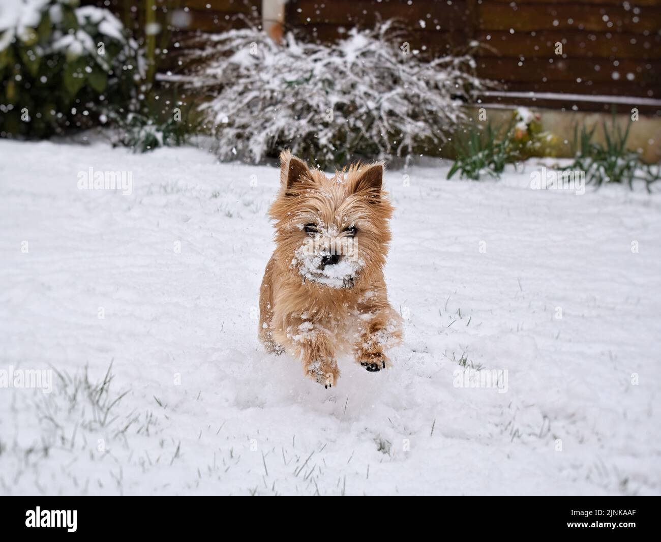 Norwich Terrier dans la neige Banque D'Images