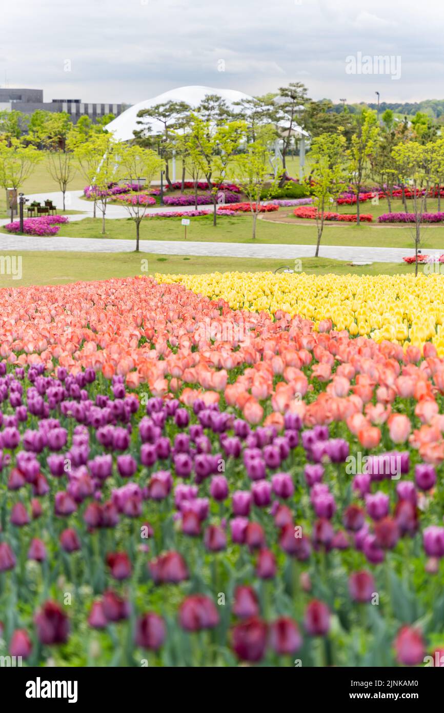 Un cliché vertical de tulipes colorées qui poussent dans des couches colorées dans un parc sous un ciel bleu clair Banque D'Images