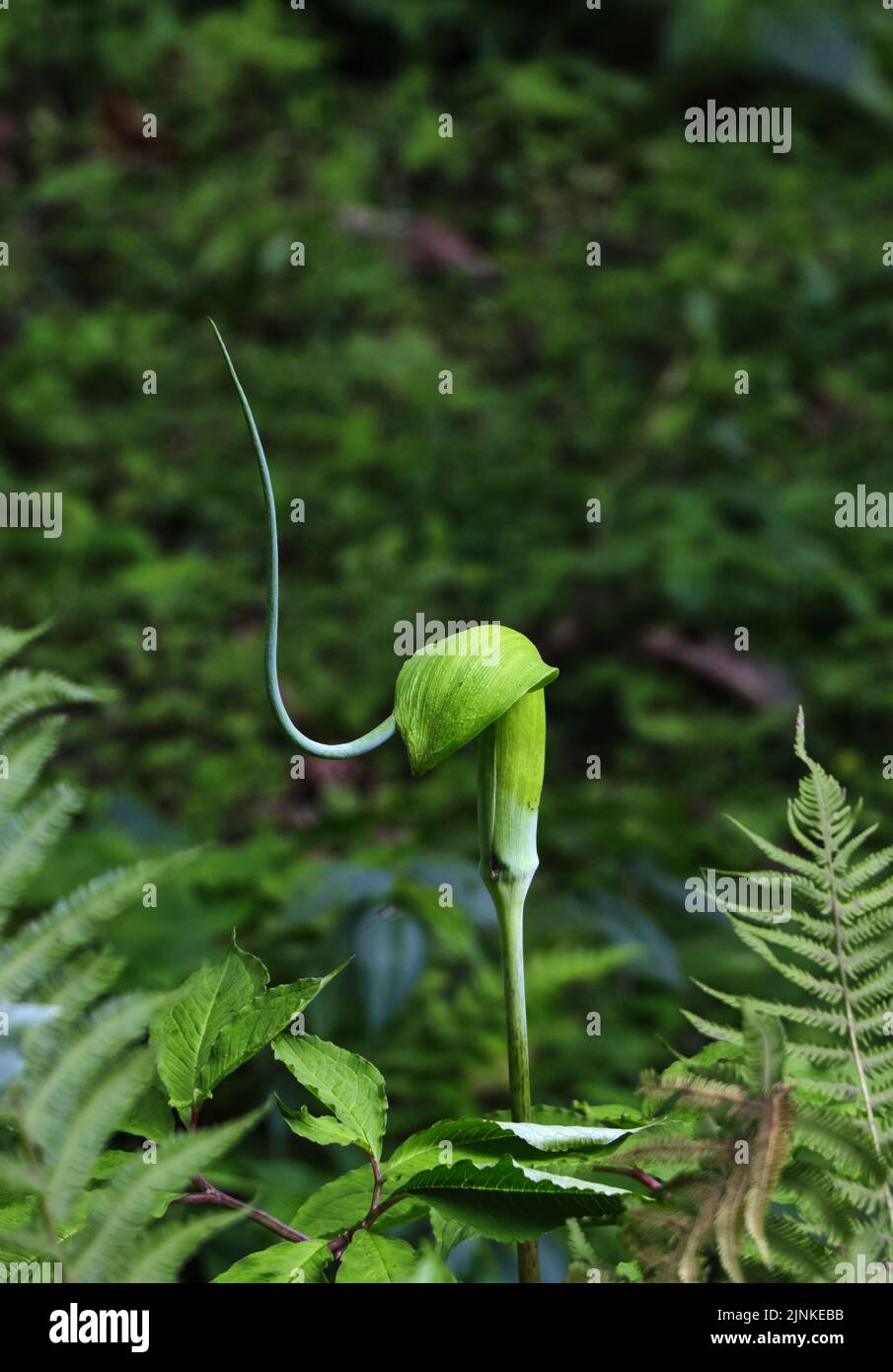 Arisaema tortuosum plante sur fond vert. Banque D'Images