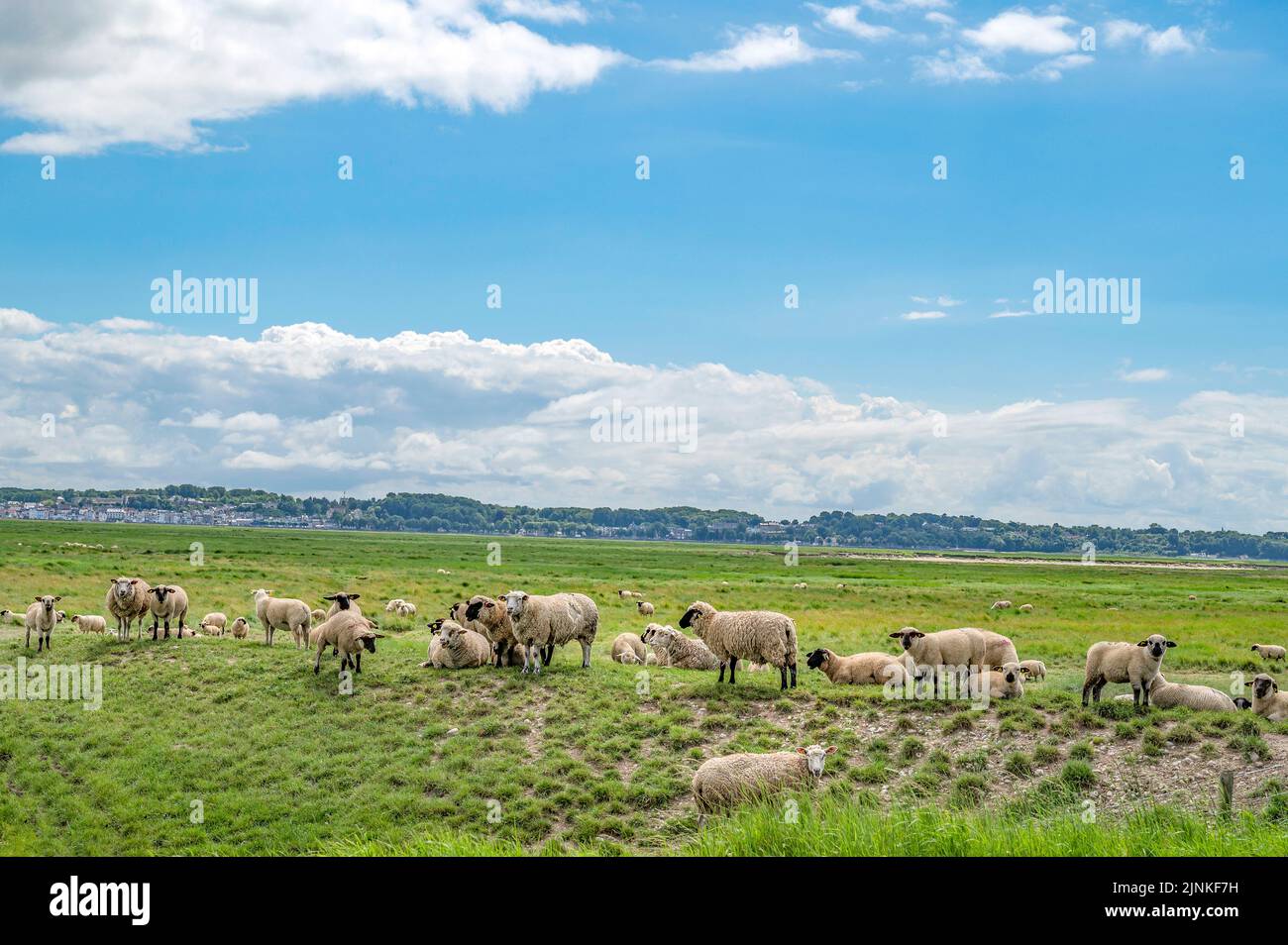 Sel marsch pâturage d'agneau à la baie de somme, France Banque D'Images