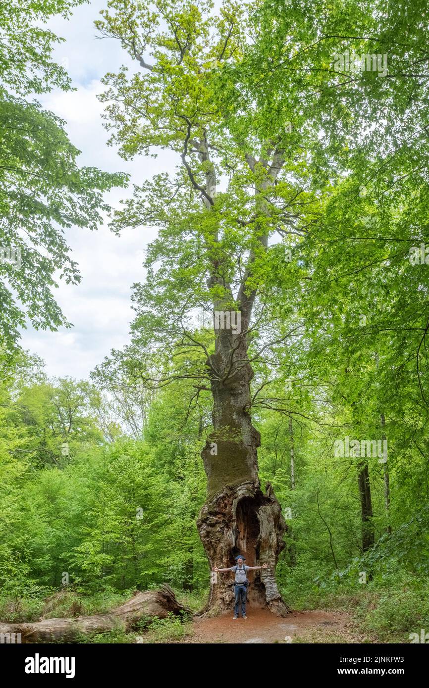 France, Oise, Picardie, Saint Jean aux Bois, Forêt de Compiegne, le chêne de Saint Jean l'un des plus anciens chênes forestiers de France (Quercus petraea) // Fran Banque D'Images