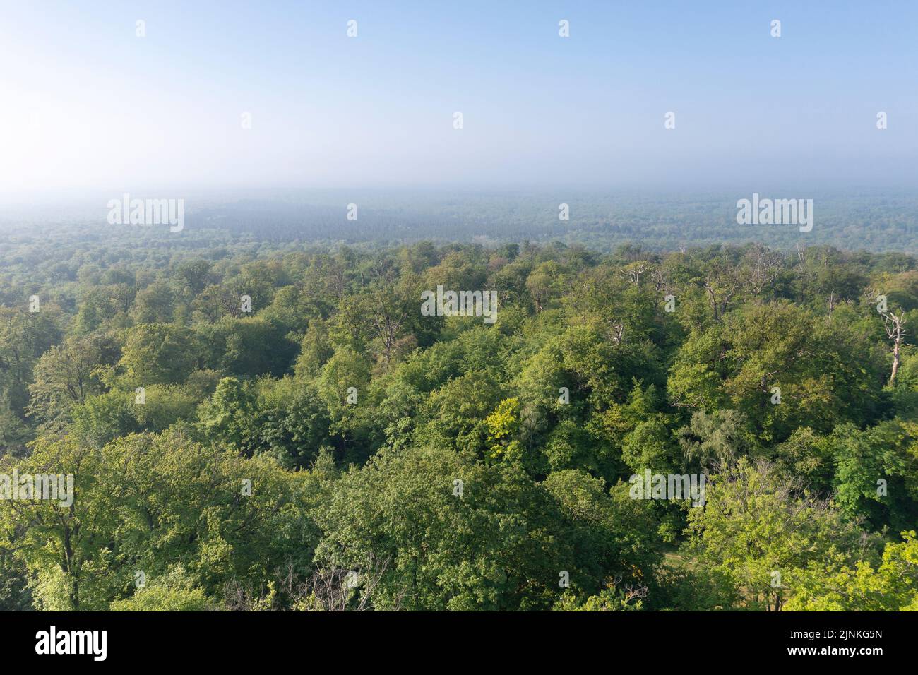 France, Oise, Picardie, Compiègne, Forêt de Compiègne, Forêt de Compiègne (vue aérienne) // France, Oise (60), Picardie, Compiègne, forêt domaniale d Banque D'Images