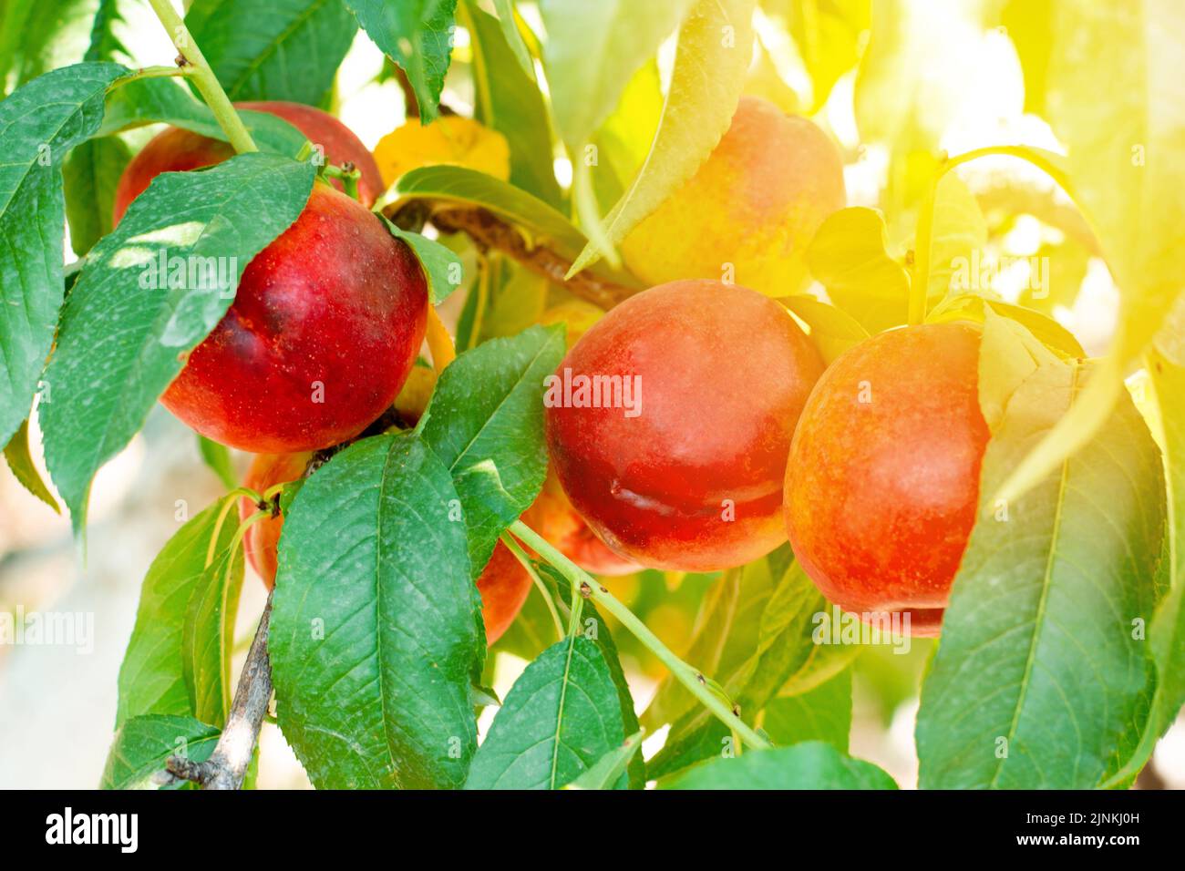 Pêches mûres de nectarine juteuse sur une branche d'arbre Banque D'Images