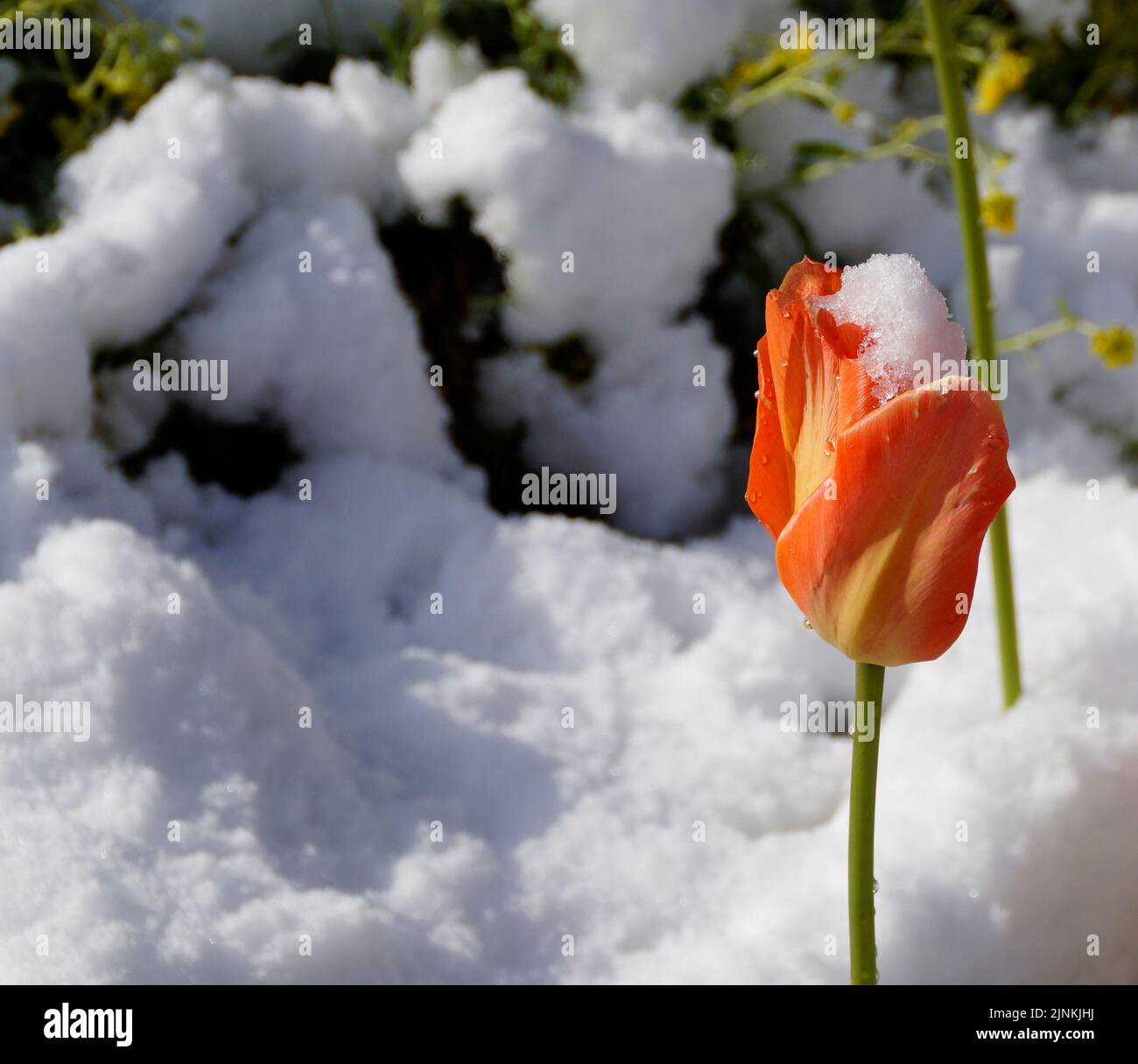 une tulipe orange vif recouverte de gouttelettes de neige fondue le jour ensoleillé d'avril, lorsque l'hiver est revenu un moment Banque D'Images