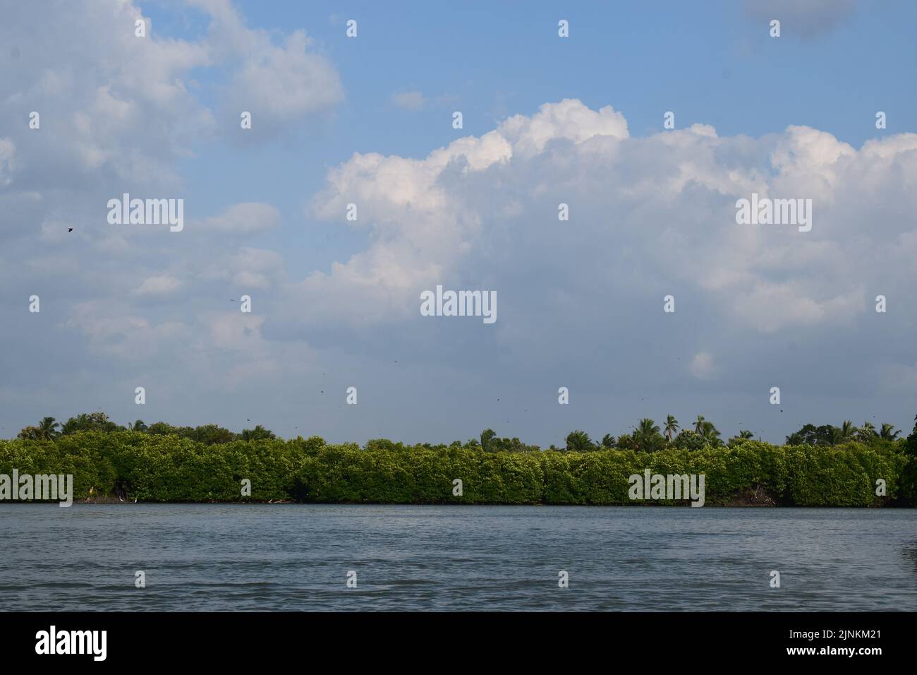 La nature de la lagune de mangrove Banque D'Images