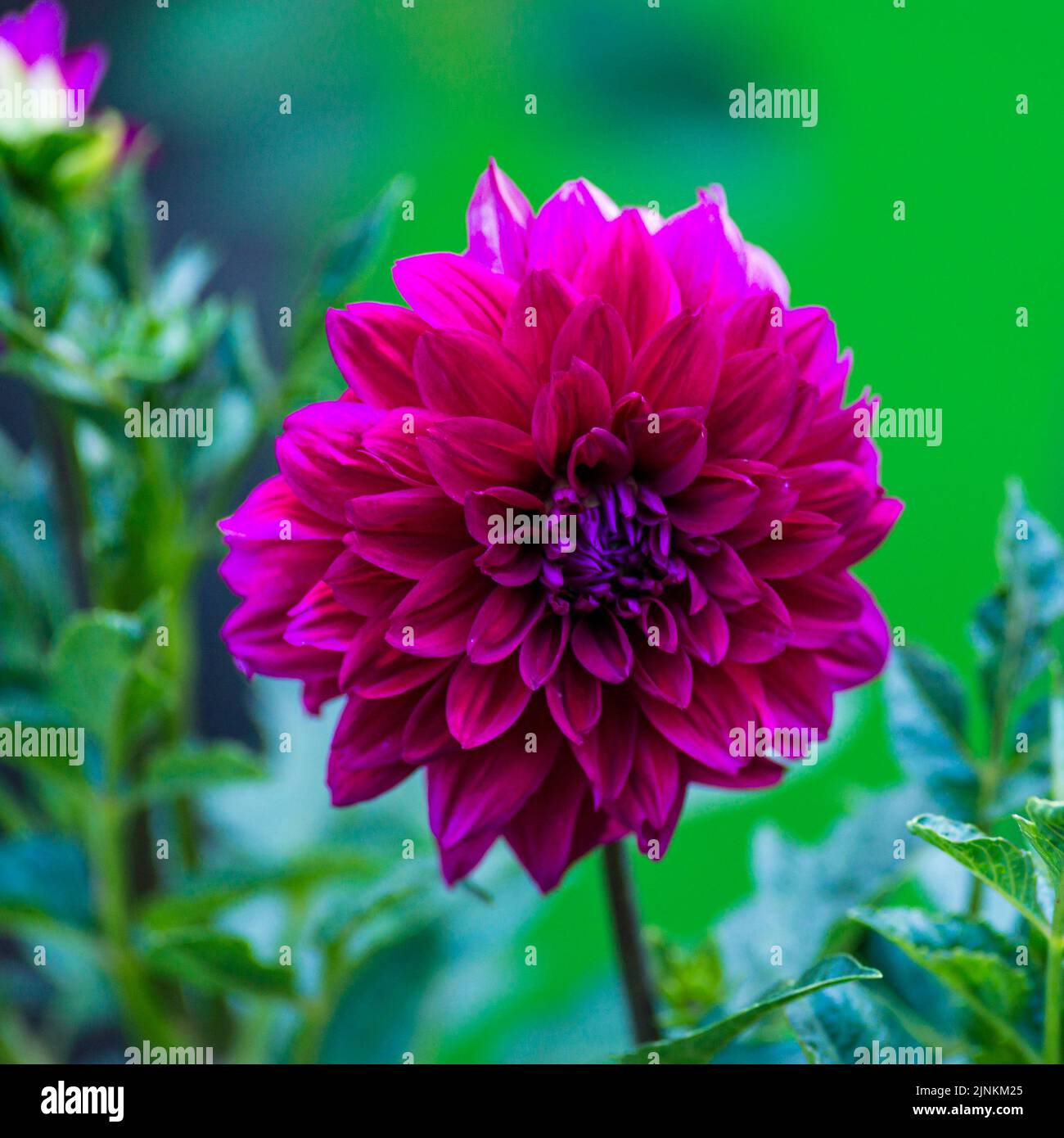 Magnifique Violet Rouge Dahlstar Crépuscule Rose (Dahlia pinnata) fleur rose profonde, fond vert Banque D'Images