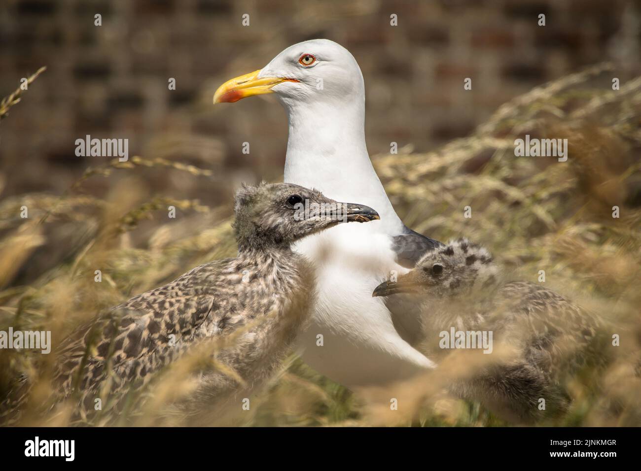 Moins de goélands à dos noir avec deux poussins sur une île herbeuse, Inchcolm Banque D'Images