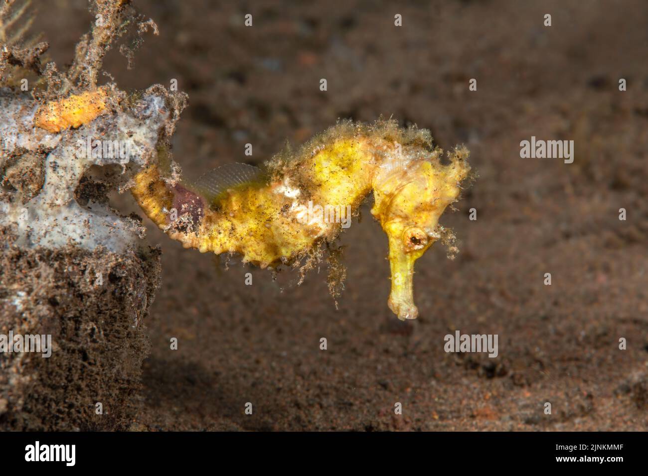 Beau et fragile cheval de mer jaune accroché à un récif dans les eaux murmurées de l'Indonésie. Banque D'Images