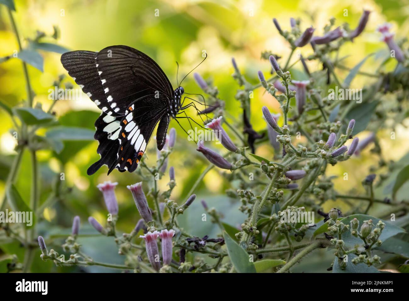 Un papillon Mormon commun (Papilio polytes) qui rassemble le pollen des fleurs sauvages, en Thaïlande Banque D'Images