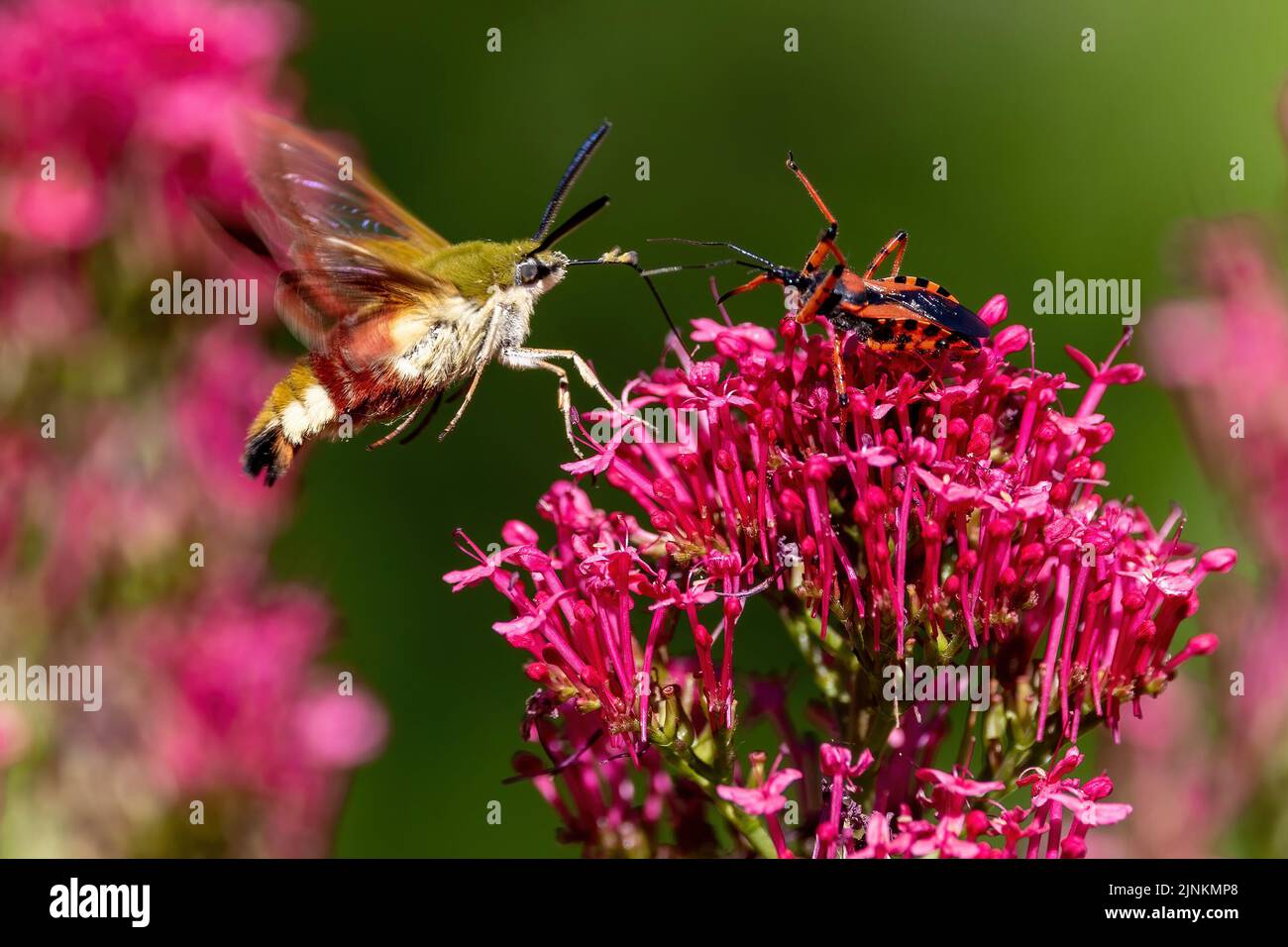 Un papillon-sphinx d'abeille à larges bordures rassemblant du pollen sur une fleur de la vaillance rouge et faisant face à un insecte d'Assassin attendant sa proie. Banque D'Images