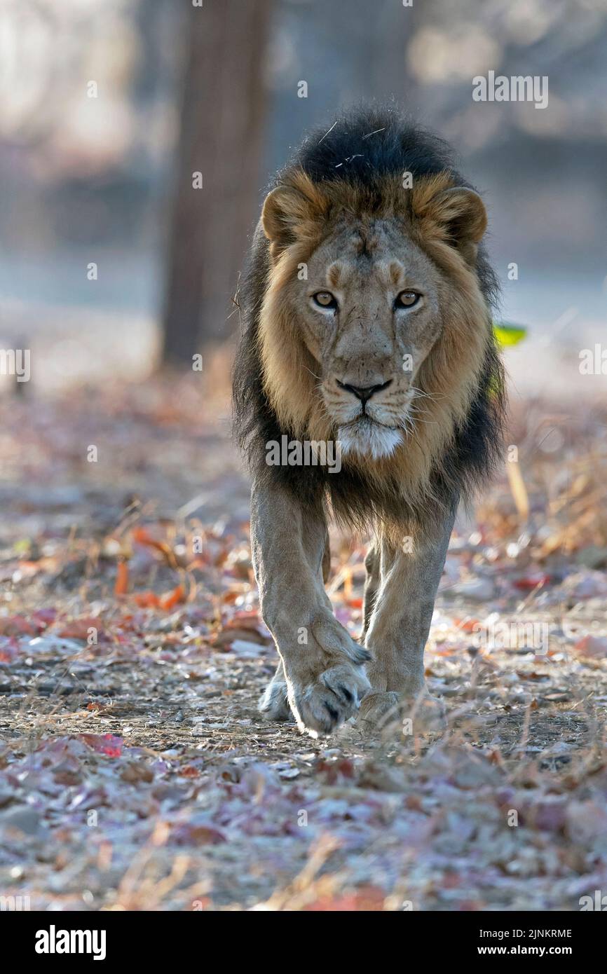 L'image du lion asiatique (Panthera Leo) a été prise dans le parc national de GIR, Gujarat, Inde Banque D'Images