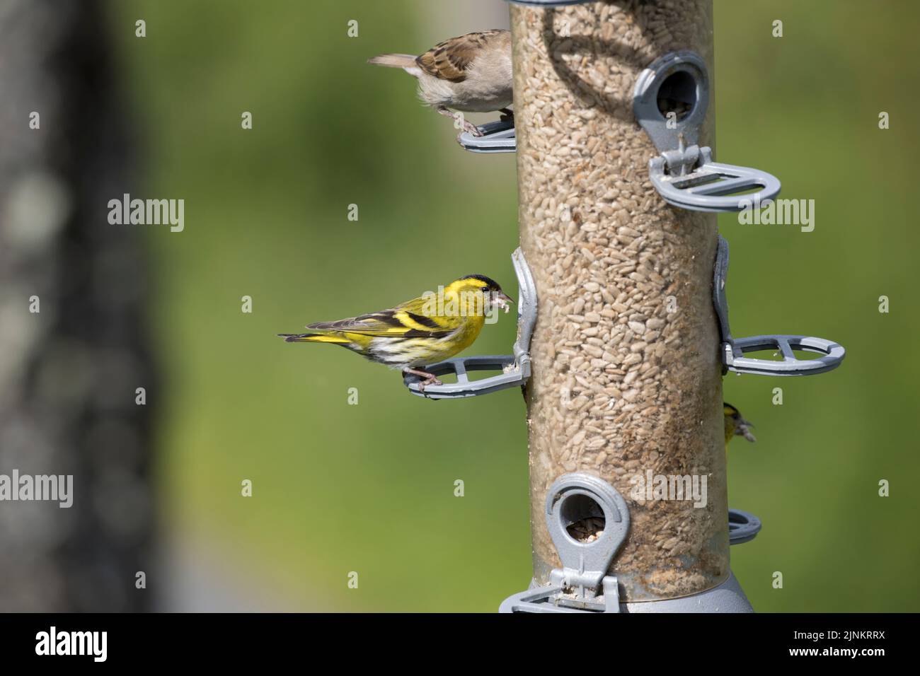Un seul Siskin sur le mangeoire à oiseaux Bwlch Nant an Arian; Visitor Center West Wales UK Banque D'Images