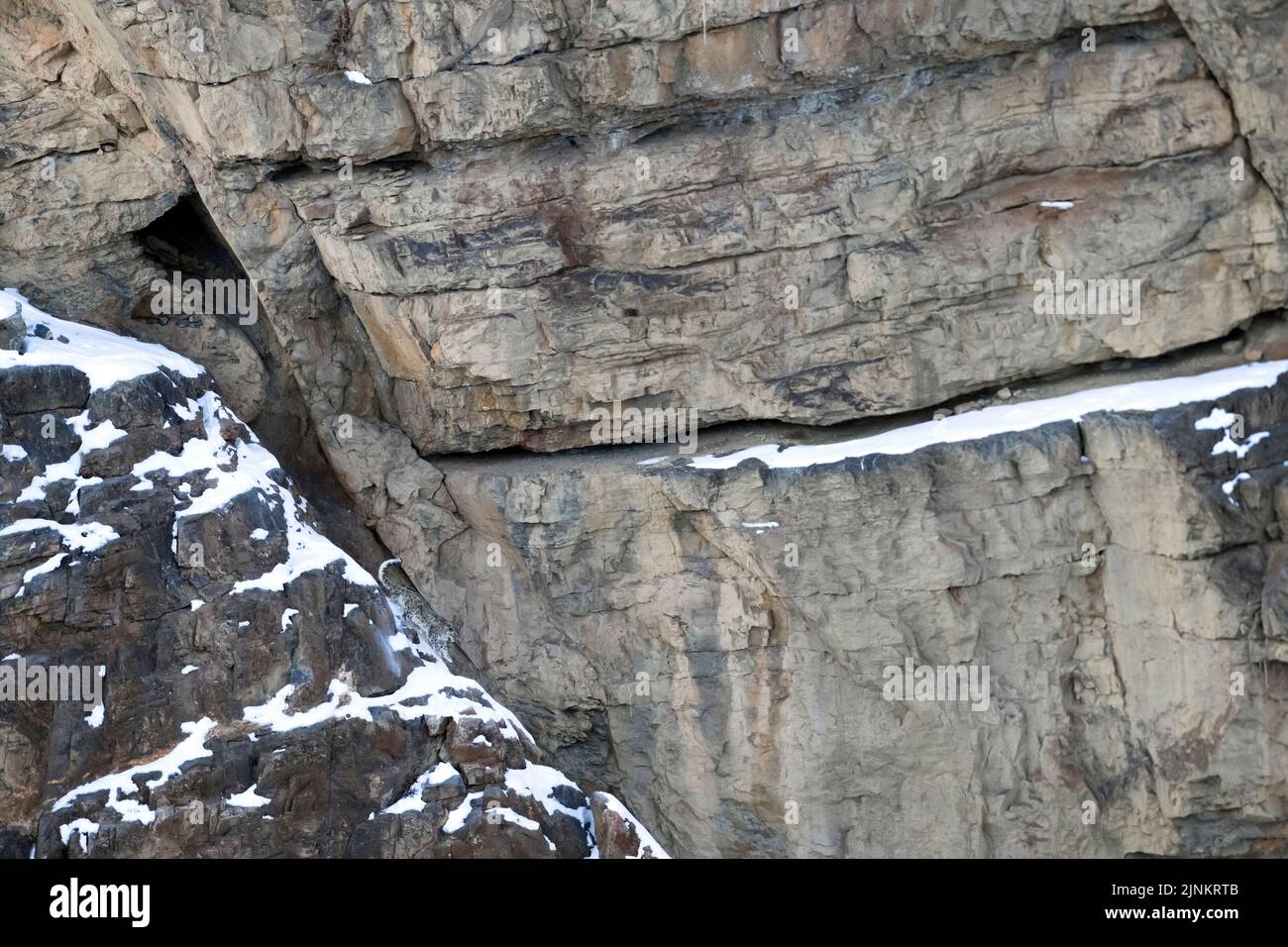 L'image de Snow Leopard (Panthera uncia) a été prise à Spiti Vallety, Himalaya, Inde Banque D'Images