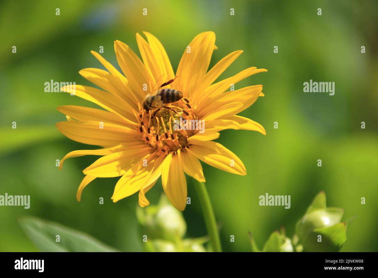 Bee est assise sur une fleur jaune au soleil Banque D'Images