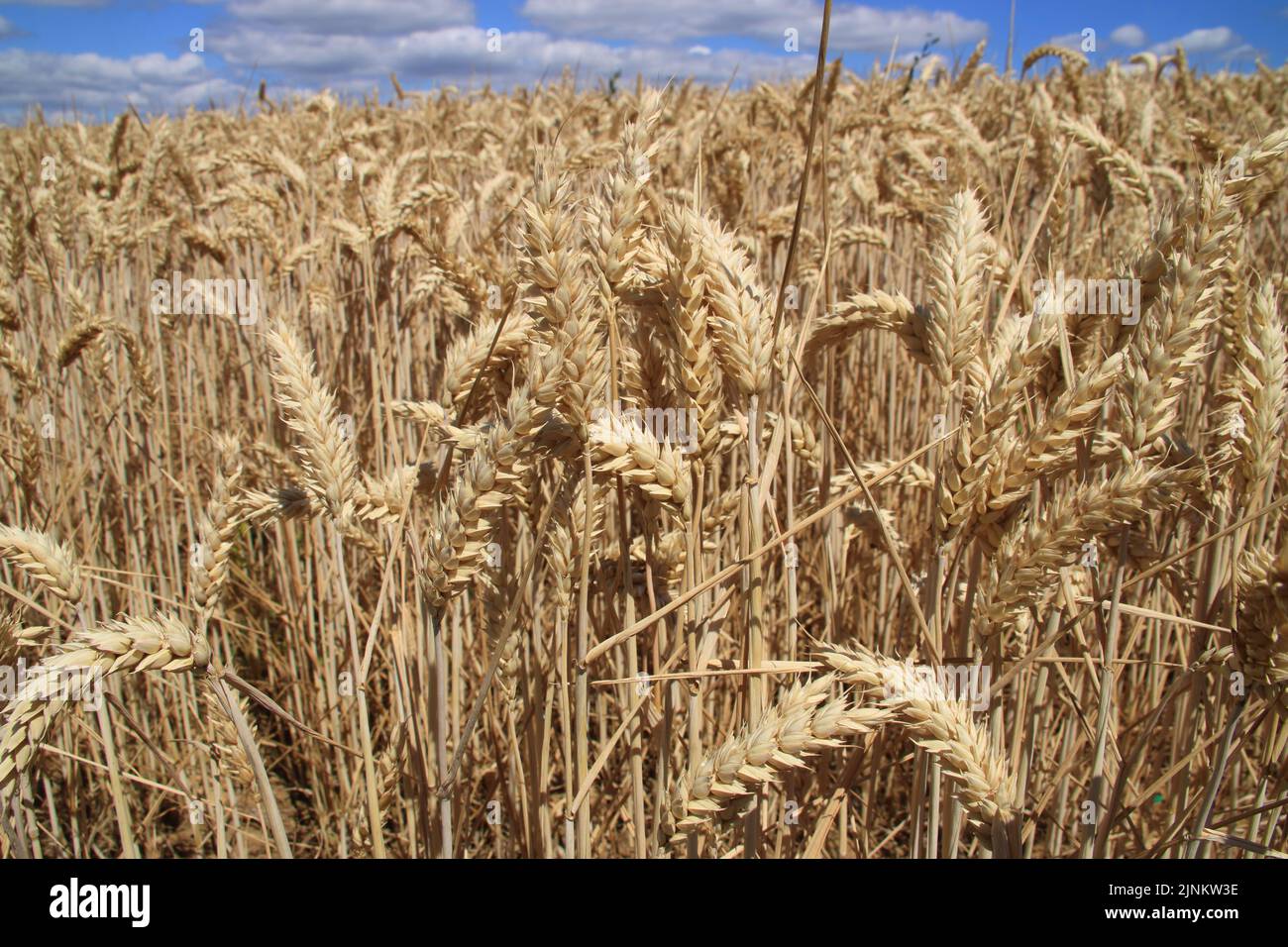 Vue sur un champ de céréales en été Banque D'Images