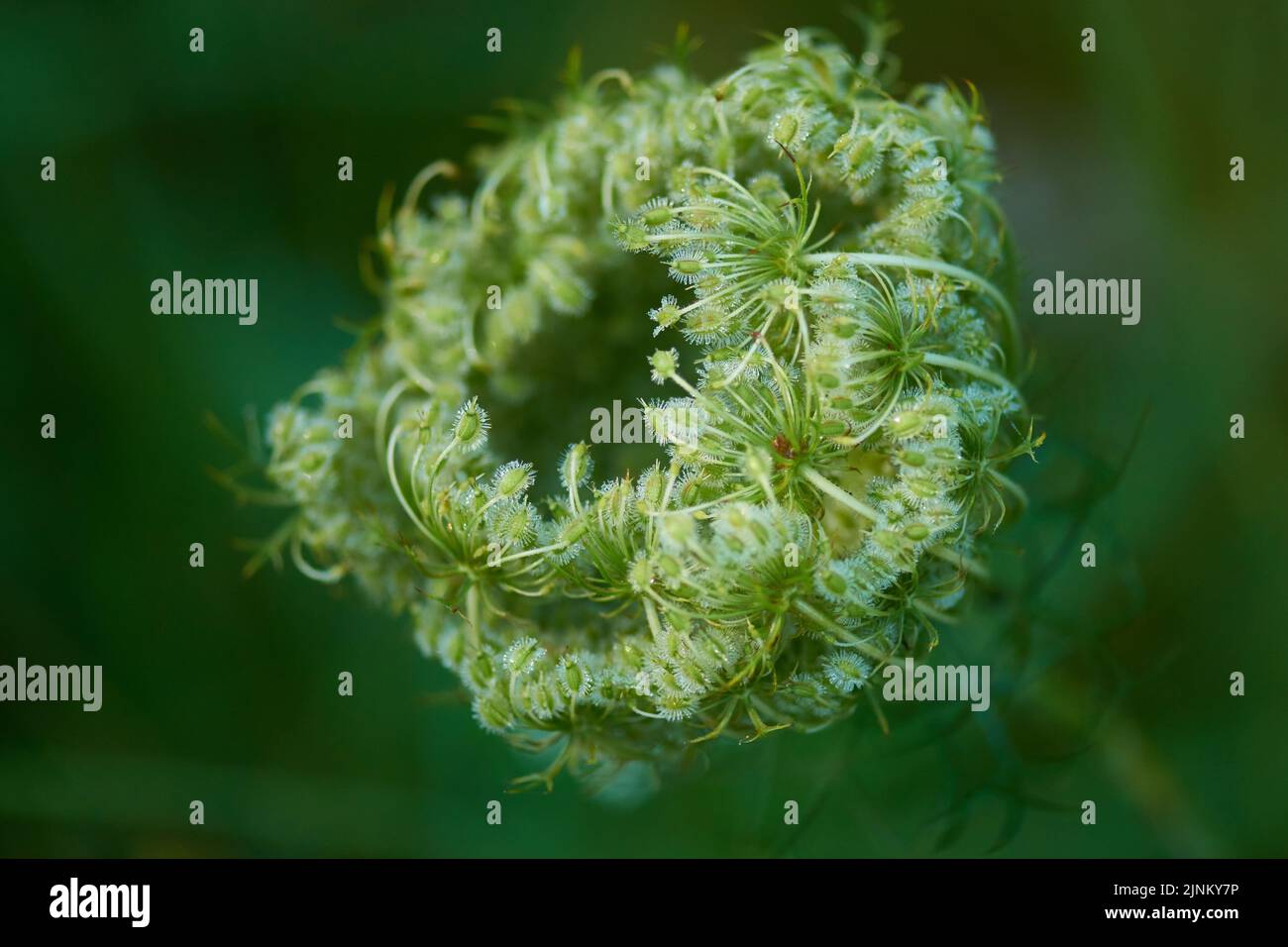 carotte sauvage, daucus carota, carottes sauvages Banque D'Images