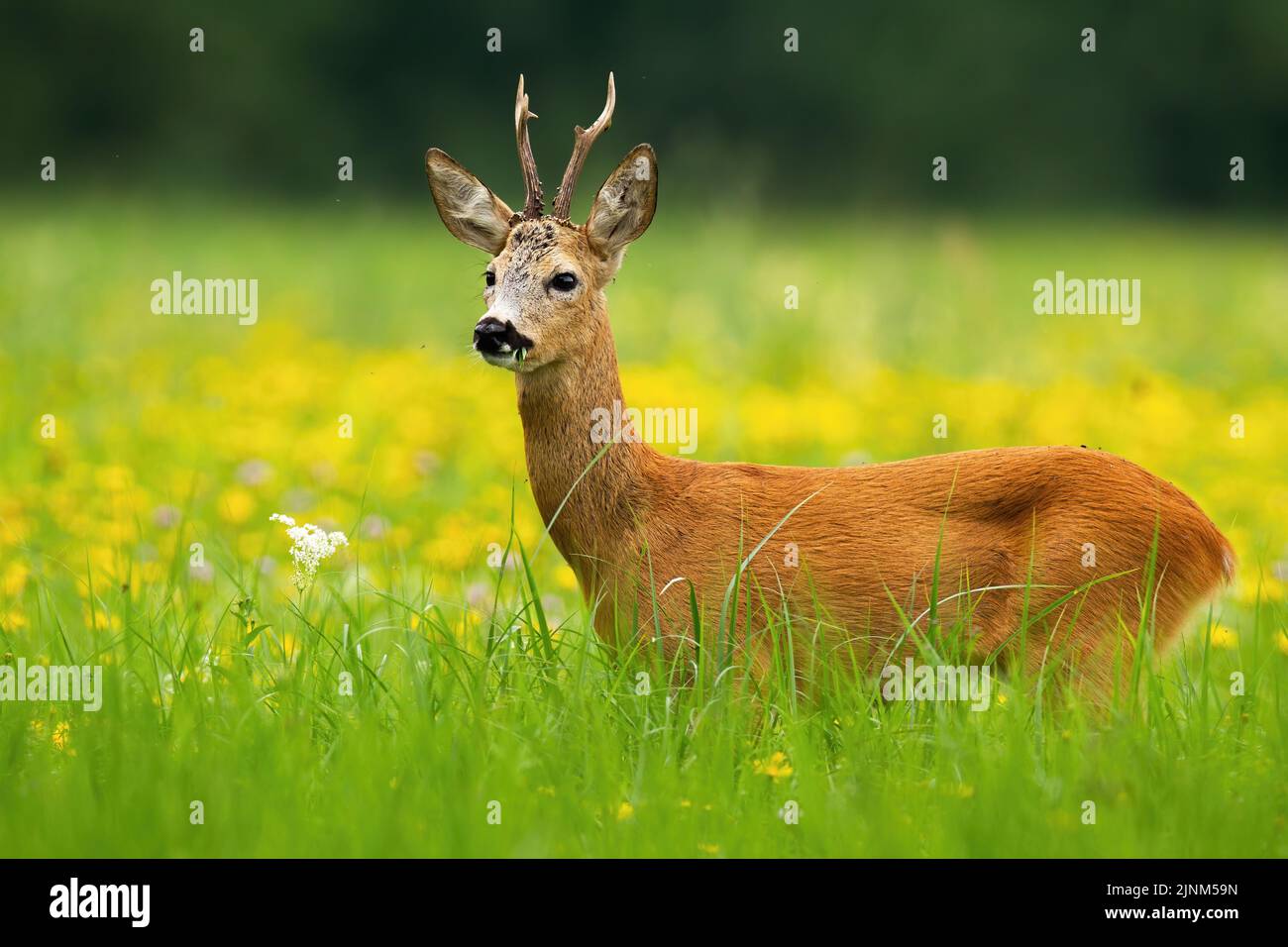 Cerf de Virginie, caperolus caperolus, buck debout sur une prairie en fleurs parmi les fleurs jaunes en été. Animal sauvage avec bois et aID à fourrure orange Banque D'Images
