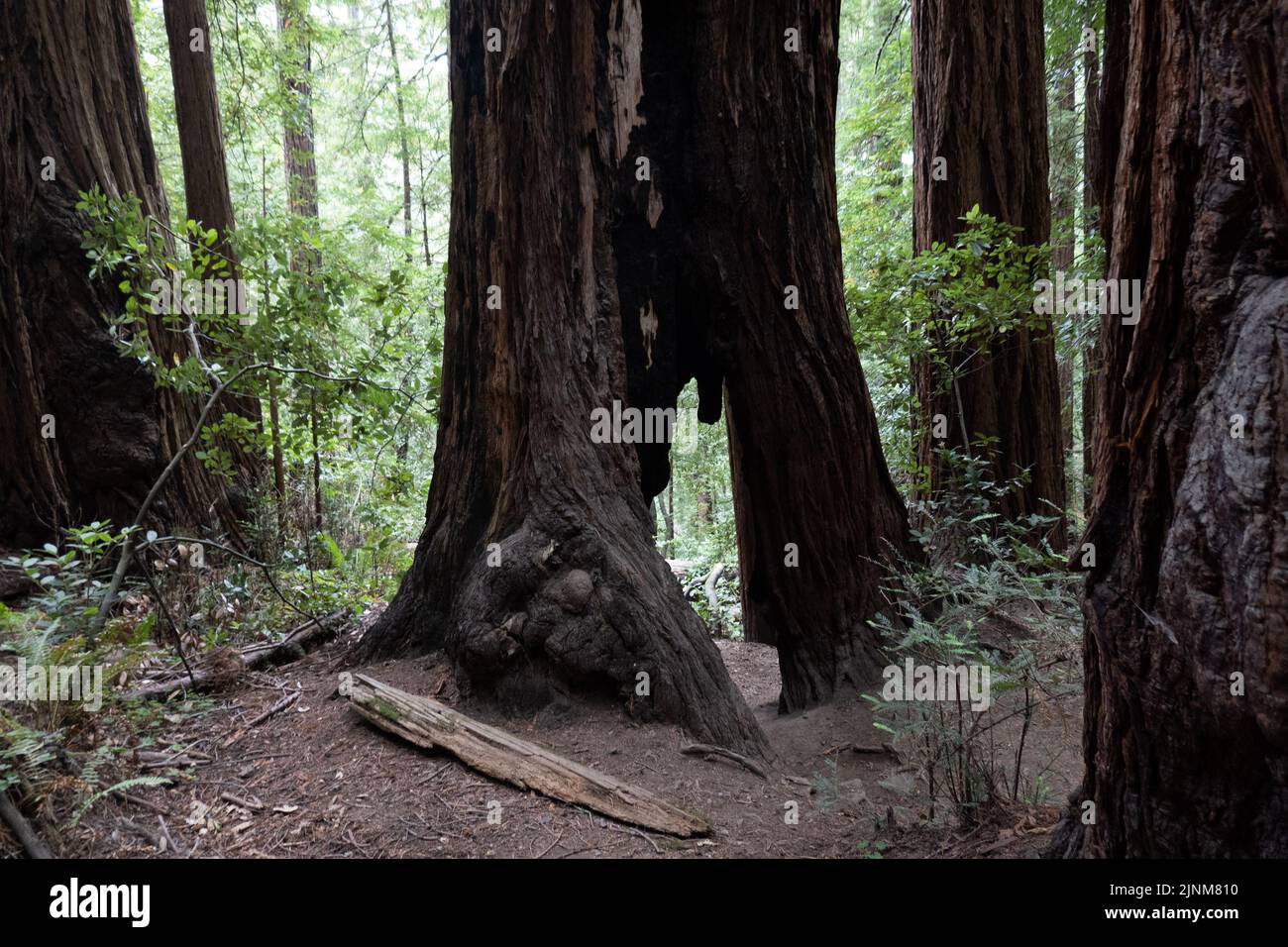 Mill Valley, Californie, États-Unis. 5th août 2022. La base d'un arbre de séquoias dans les bois de Muir, protégée par le gouvernement fédéral comme monument national depuis 1908, 5 août 2022 en Californie. (Image de crédit : © Bryan Smith/ZUMA Press Wire) Banque D'Images