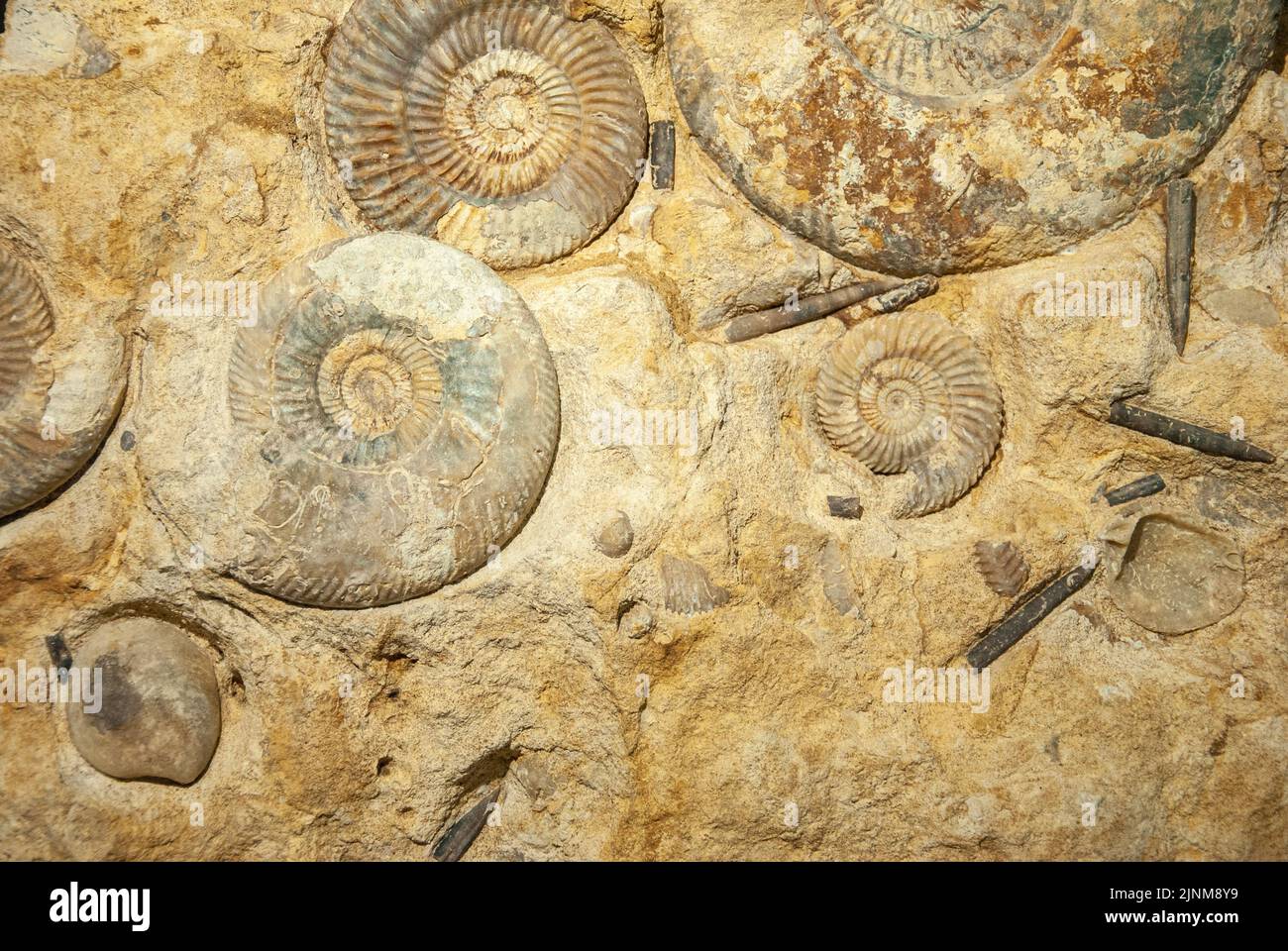 Fossiles des petits Promicroceras et des grands Asteroceras qui se trouvent dans l'océan Atlantique près des rives de l'Irlande du Nord Banque D'Images