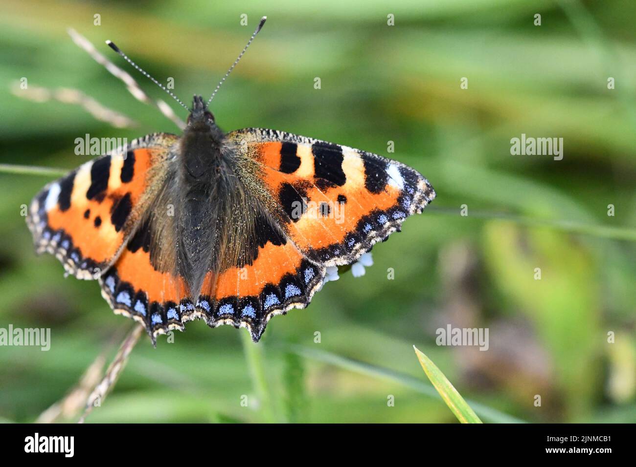 Petit papillon Tortoiseshell (Aglais urticaire), Kilkenny, Irlande Banque D'Images