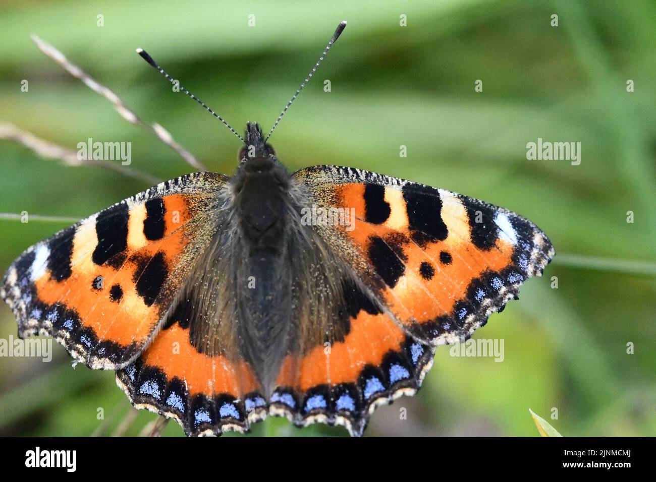 Petit papillon Tortoiseshell (Aglais urticaire), Kilkenny, Irlande Banque D'Images