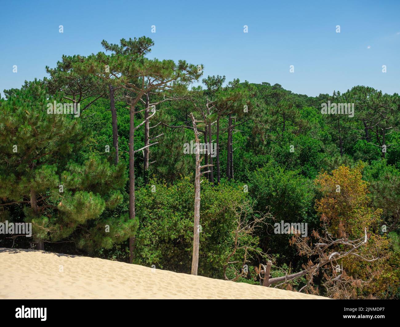 Vue panoramique depuis le sommet de la dune de Pilat à Arcachon France Banque D'Images