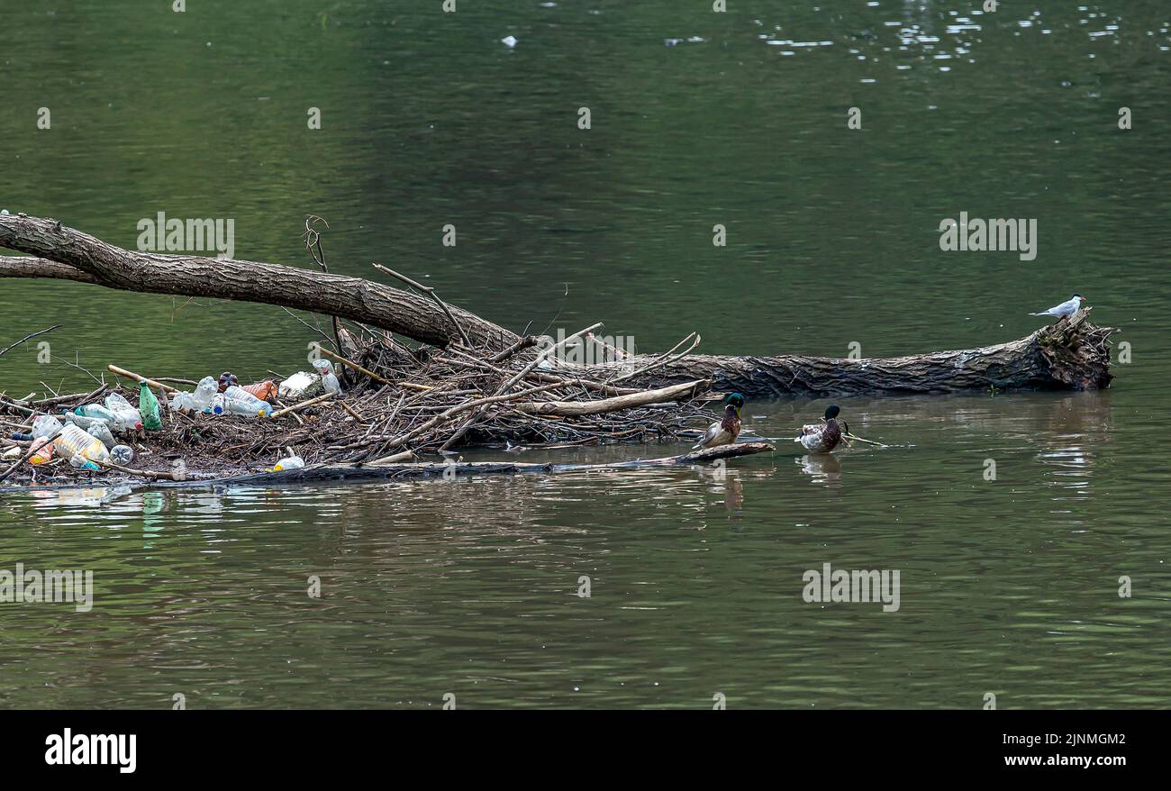 Oies du Nil dans une rivière polluée Banque D'Images