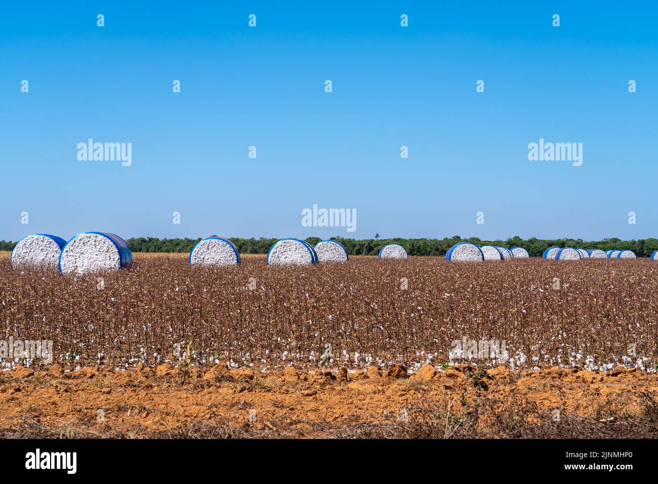 Belle vue sur le champ de la ferme plein de balles de coton de récolte dans la journée ensoleillée d'été. Mato Grosso, Brésil. Concept d'agriculture, d'écologie, d'environnement. Banque D'Images