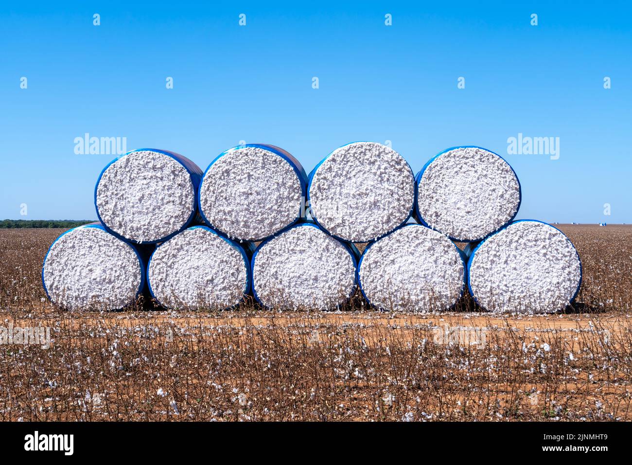 Belle vue sur le champ de la ferme plein de balles de coton de récolte dans la journée ensoleillée d'été. Mato Grosso, Brésil. Concept d'agriculture, d'écologie, d'environnement. Banque D'Images