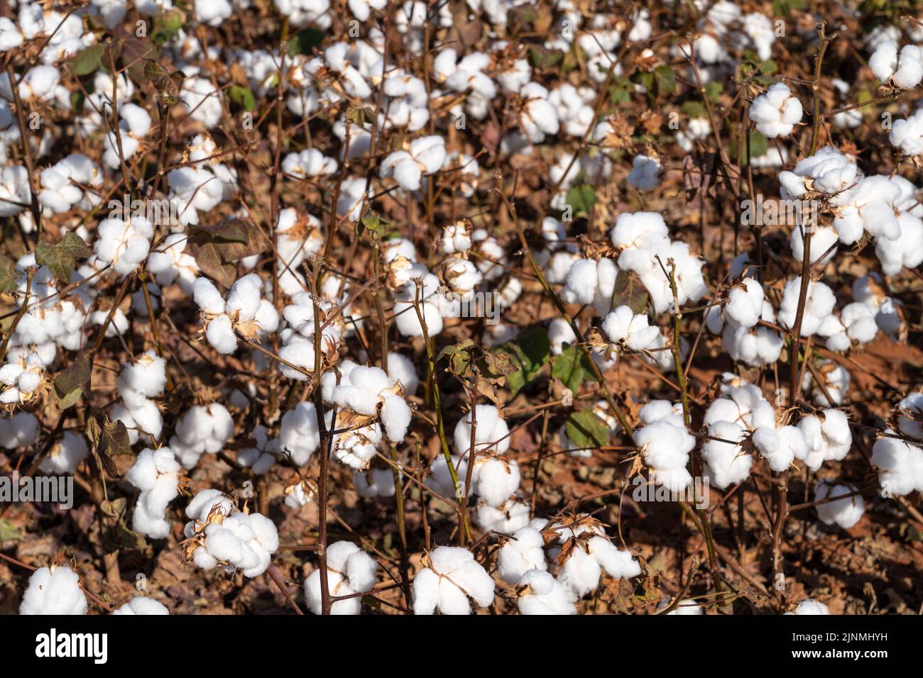 Belle vue sur le champ de plantation de la ferme de coton au moment de la récolte à Mato Grosso, au Brésil, en été ensoleillé. agriculture, écologie, environnement concept Banque D'Images
