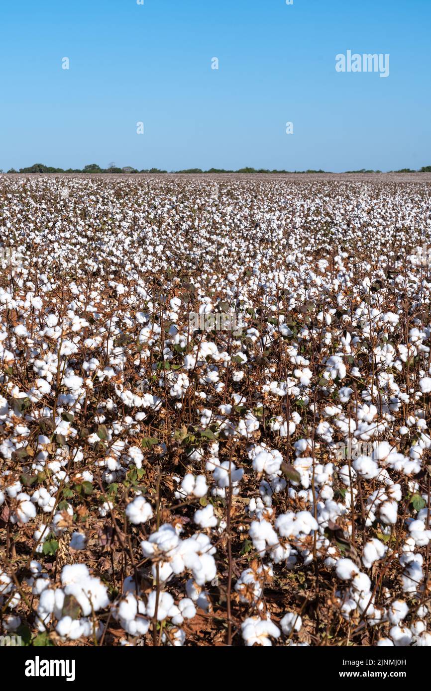 Belle vue sur le champ de plantation de la ferme de coton au moment de la récolte à Mato Grosso, au Brésil, en été ensoleillé. agriculture, écologie, environnement concept Banque D'Images