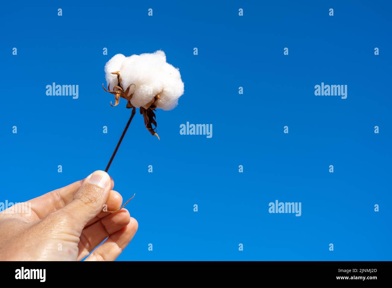 Gros plan de main de fermier tenant branche de coton bourgeon dans la plantation de ferme avec ciel bleu flou fond. Mato Grosso, Brésil. Concept d'agriculture. Banque D'Images